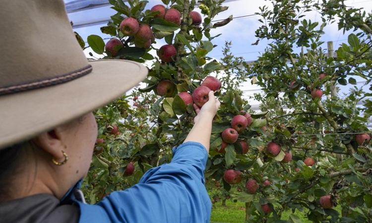 Super and tax obligations when you employ working holiday makers